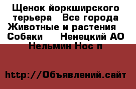 Щенок йоркширского терьера - Все города Животные и растения » Собаки   . Ненецкий АО,Нельмин Нос п.